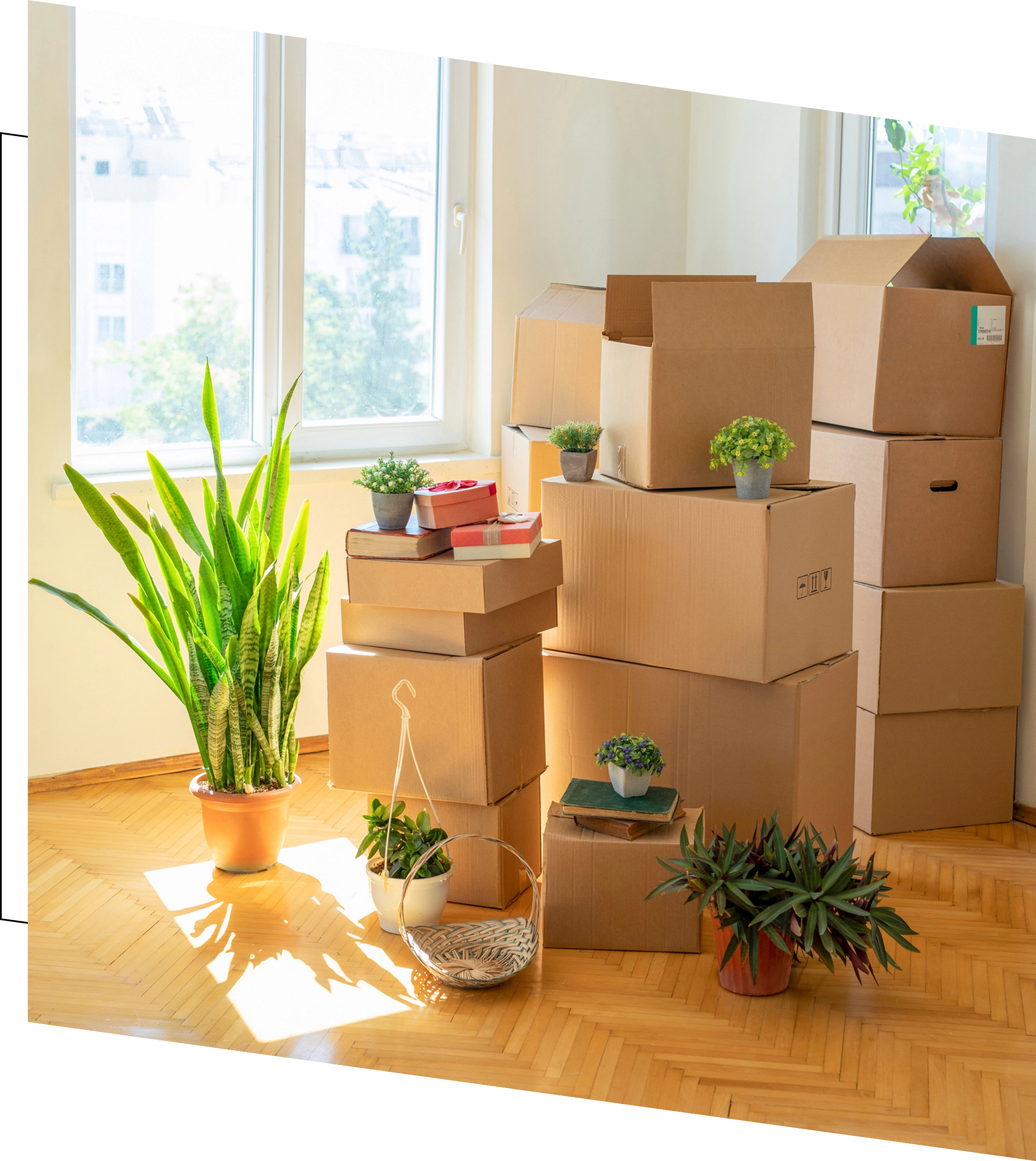 Moving boxes and plants in sunny room.